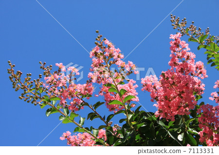 Flower of crape mybs Flower of crape mybs 7113331