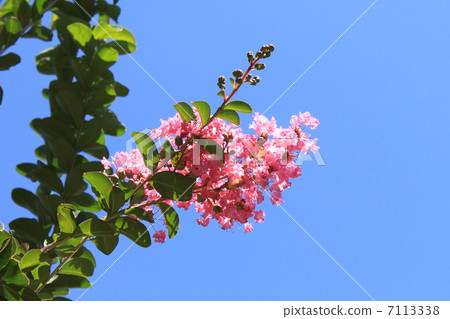 Flower of crape mybs Flower of crape mybs 7113338