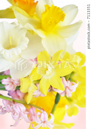 水仙 水仙 7113351