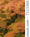 Autumn leaves 7113360
