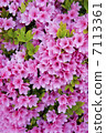 Azalea 7113361