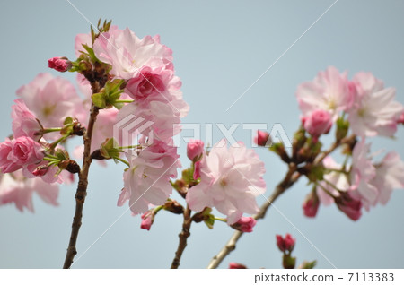 Red cherry-blossoms 7113383