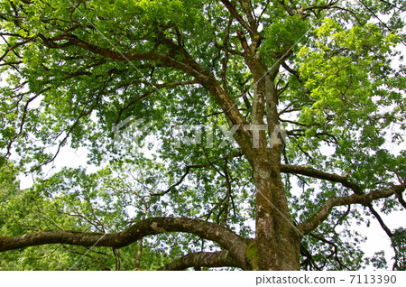 Shirakashi (Shirakashi) Shirakashi (Shirakashi) 7113390