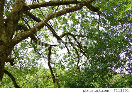 Shirakashi (Shirakashi) 7113391