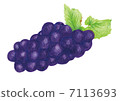 葡萄插圖 7113693
