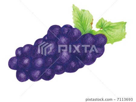 葡萄插圖 7113693