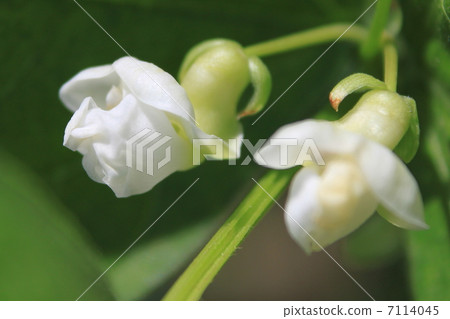 Kidney bean flowers 7114045