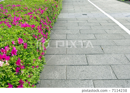 A sidewalk in which azalea's flowers bloom A sidewalk in which azalea's flowers bloom 7114238