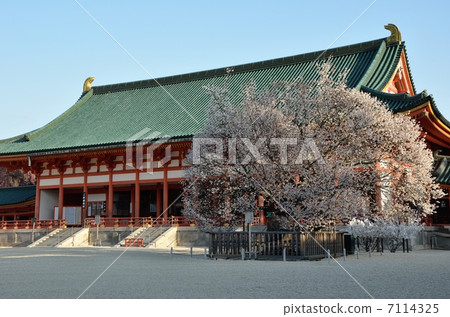 Heian Jingu Shrine, Cherry Blossoms 7114325