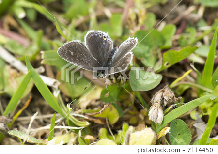 短尾藍色 7114450