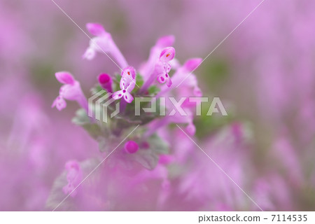 霍托肯諾扎 7114535