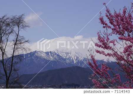 北阿爾卑斯山和大町市的櫻花 北阿爾卑斯山和大町市的櫻花 7114543