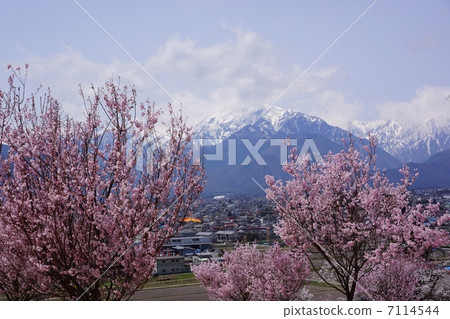 北阿爾卑斯山和大町市的櫻花 北阿爾卑斯山和大町市的櫻花 7114544