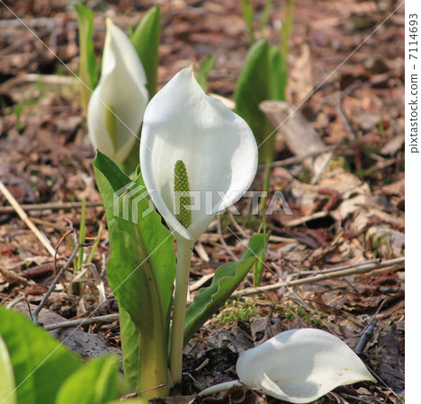 Water Basho Water Basho 7114693