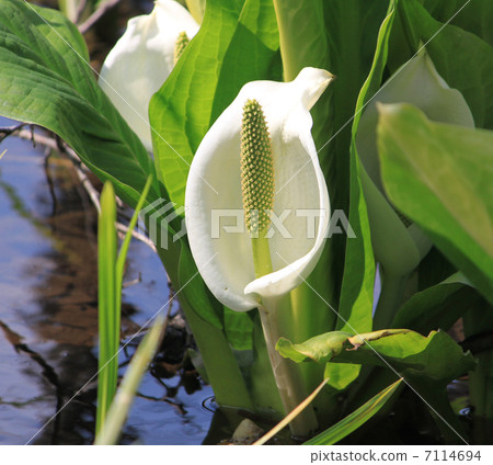 水芭蕉 7114694