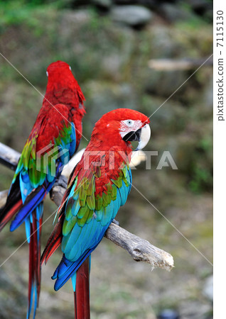 Scarlet macaw 7115130