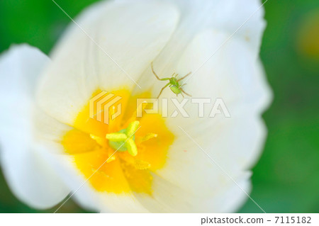 花蜘蛛和郁金香 7115182