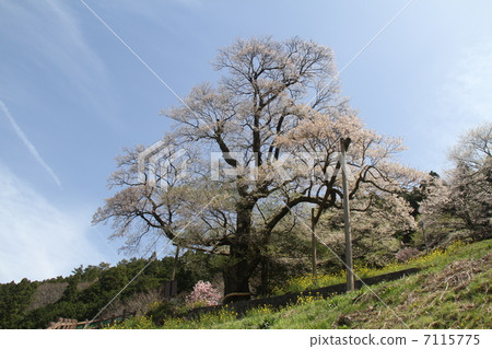 Gourd cherry tree 7115775