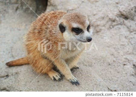 看看Meerkat 看看Meerkat 7115814