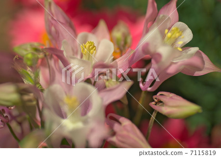 Western oedamaki Western oedamaki 7115819