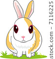 Father front rabbit 7116225