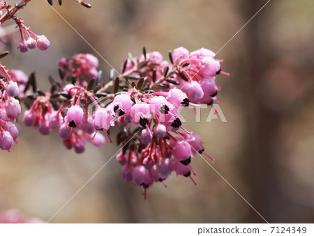 Janome Erika 7124349