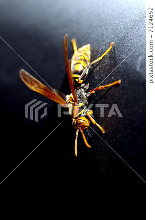 黃蜂 7124652