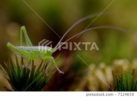 蚱蜢的一級幼蟲 7124659
