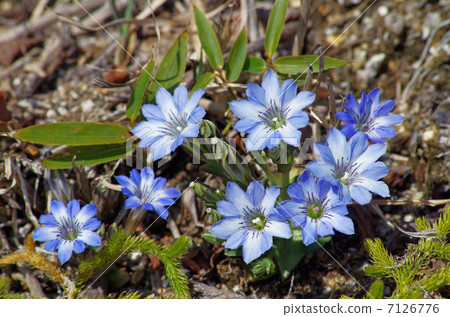 Tateyama Gentian Tateyama Gentian 7126776