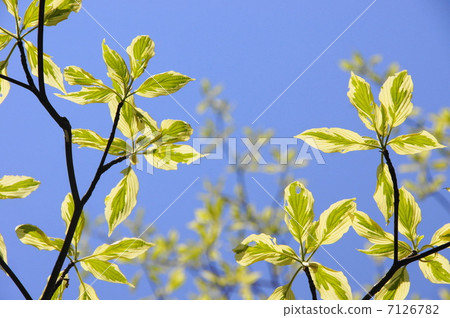 April Leaves Cornus · Argentheo Marginata · Mizuki Department 13 Fresh green 7126782