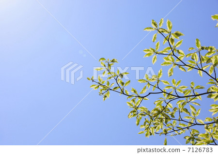 April Leaves Cornus · Argentheo Marginata · Mizuki Department 12 fresh green 7126783