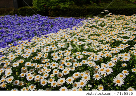 四月花Chrisansemmu·菊科18北極花園 7126856