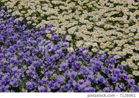 April Flower Chrysanthemum, Asteraceae 13 North pole flower garden 7126861