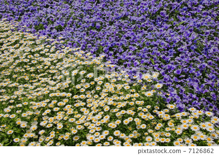April Flower Chrysanthemum, Asteraceae 12 North pole flower garden 7126862