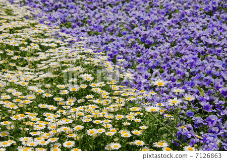 April Flowers Chrisansemmu · Asteraceae 11 North pole flower garden 7126863