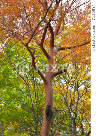 Autumn leaves' strange 7126954