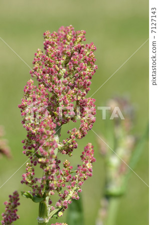 Swiva (acid leaf) 7127143