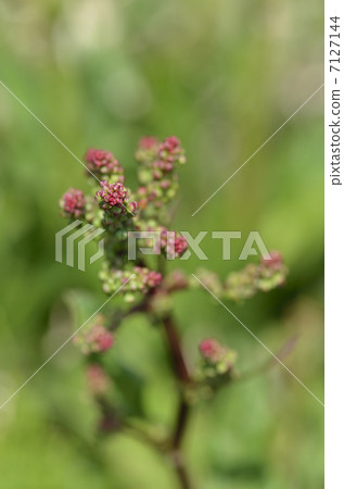 Swiva(酸葉) Swiva(酸葉) 7127144