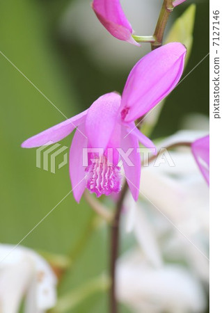 矽烷 矽烷 7127146