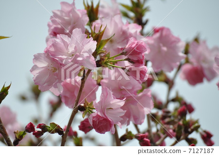 盛開的紅木耳 7127187