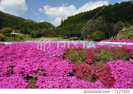 天空，綠色和苔蘚 7127201