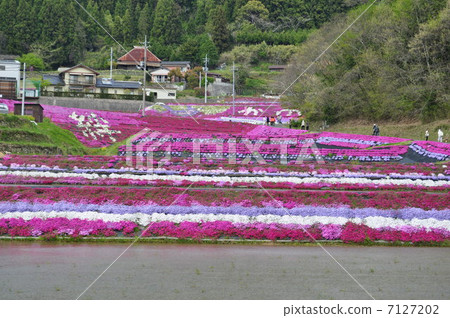 在梯田的草櫻花 在梯田的草櫻花 7127202