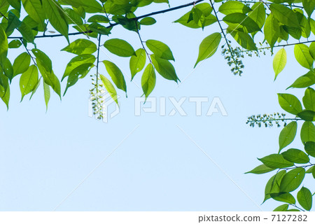 Young leaves and flowers of the sky and Uwamizuzakura 7127282