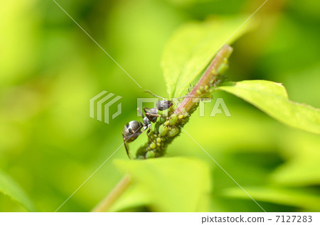 Ali and aphids 7127283