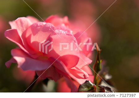 Jardin de France Jardin de France 7127397