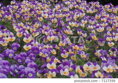 Pansy 1 Pansy 1 7127399