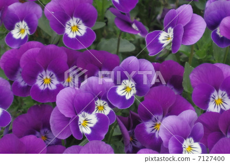Pansy 2 7127400
