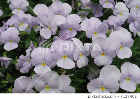 Pansy 3 7127401