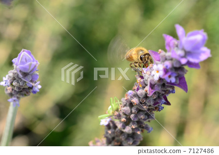 A bee A bee 7127486