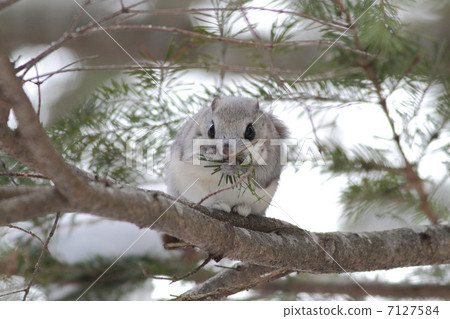 Ezomomonga的正面圖 7127584